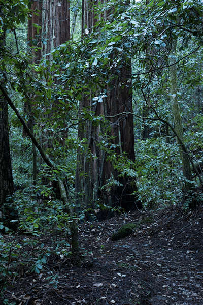 No. 484, Portola Redwoods State Park, CA 2016 © 2016 Megan W. Delaney, MegansPhotoImages, LLC : Sylvan : Megan W. Delaney Photography     