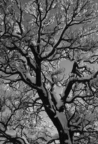 Winter Mosaic, no. 2745, Kaibab Nat'l. Forest, AZ 2010
© 2010 Megan W. Delaney, MegansPhotoImages, LLC : Sylvan In Black & White : Megan W. Delaney Photography     