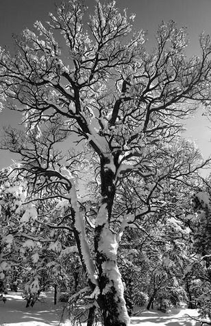 Resilient Tree, Winter, no. 2734, Kaibab Nat'l. Forest, AZ 2010
© 2010 Megan W. Delaney, MegansPhotoImages, LLC : Sylvan In Black & White : Megan W. Delaney Photography     