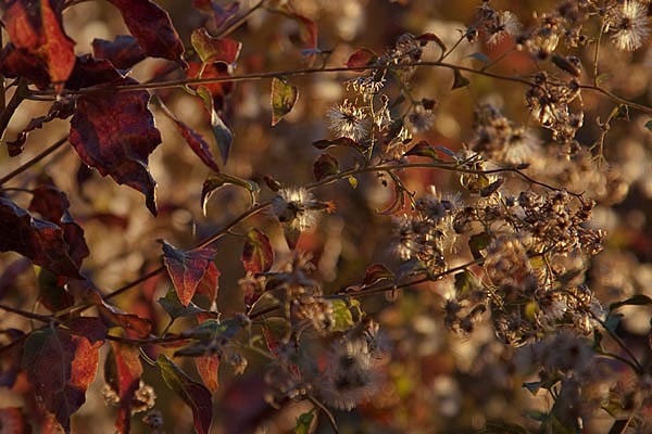 Autumn Lace, no. 4303, Coconino National Forest, Sedona, AZ 2010
© 2010 Megan W. Delaney, MegansPhotoImages : Landscapes, Nature : Megan W. Delaney Photography     