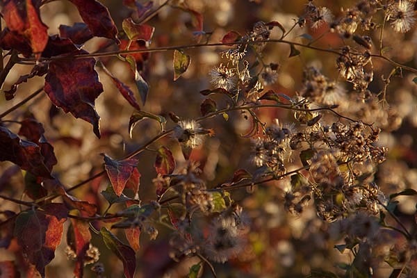 Autumn Lace, no. 4303, Coconino National Forest, Sedona, AZ 2010
© 2010 Megan W. Delaney, MegansPhotoImages, LLC : Landscapes, Nature : Megan W. Delaney Photography     