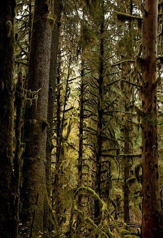 No. 5092, Olympic National Park, WA 2007
© 2010 Megan W. Delaney, MegansPhotoImages : Sylvan : Megan W. Delaney Photography     
