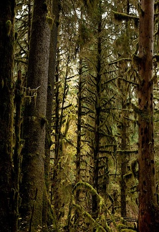 No. 5092, Olympic National Park, WA 2007
© 2010 Megan W. Delaney, MegansPhotoImages, LLC : Sylvan : Megan W. Delaney Photography     