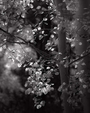 Aspen Leaves, no. 4212, Coconino Nat'l. Forest, AZ 2010
© 2012 Megan W. Delaney, MegansPhotoImages, LLC : Sylvan In Black & White : Megan W. Delaney Photography     
