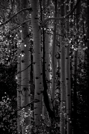Aspens In Autumn, no. 4185, Coconino Nat'l. Forest, AZ 2010
© 2012 Megan W. Delaney, MegansPhotoImages, LLC : Sylvan In Black & White : Megan W. Delaney Photography     
