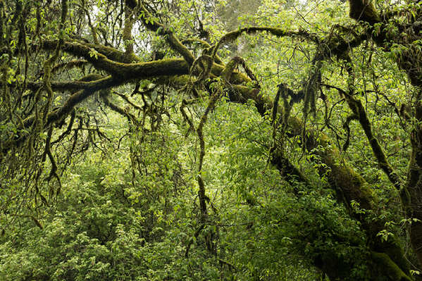 No. 2778, Henry Cowell Redwoods State Park, CA 2016 © 2016 Megan W. Delaney, MegansPhotoImages : Sylvan : Megan W. Delaney Photography     