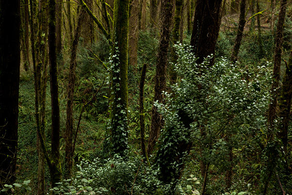 No. 600, Washington Park/Forest Park, Portland, OR 2015 © 2016 Megan W. Delaney, MegansPhotoImages, LLC : Sylvan : Megan W. Delaney Photography     