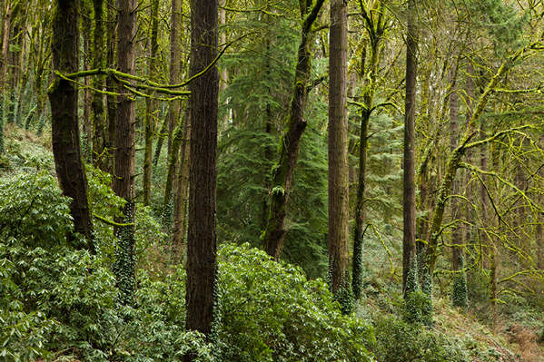 No. 577, Washington Park/Forest Park, Portland, OR 2015 © 2016 Megan W. Delaney, MegansPhotoImages : Sylvan : Megan W. Delaney Photography     