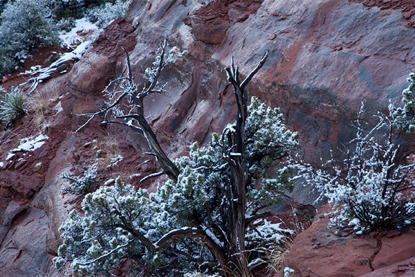 Coconino National Forest, no. 39, Sedona, AZ 2011 © 2016 Megan W. Delaney, MegansPhotoImages : Landscapes, Nature : Megan W. Delaney Photography     