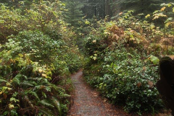 Entry, no. 4414, Prairie Creek Redwoods State Park, CA 2016 © 2018 Megan W. Delaney, MegansPhotoImages : Sylvan : Megan W. Delaney Photography     