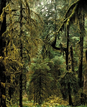 No. 3916, Olympic National Park, WA 2007
© 2013 Megan W. Delaney, MegansPhotoImages : Sylvan : Megan W. Delaney Photography     