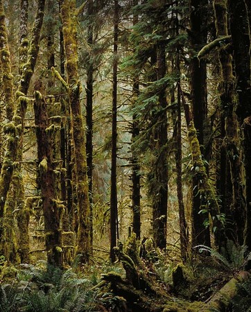 Hoh Rainforest, no. 3904, Olympic National Park, WA 2007
© 2009 Megan W. Delaney, MegansPhotoImages : Sylvan : Megan W. Delaney Photography     