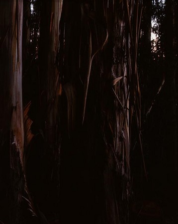 Eucalyptus, no.12, De LaVeaga Park, Santa Cruz, CA 2007
© 2009 Megan W. Delaney, MegansPhotoImages : Sylvan : Megan W. Delaney Photography     