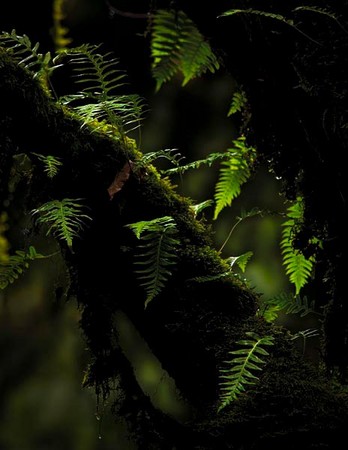 Fern, Moss, Tree, no. 3555, Forest Park, Portland, OR 2008
© 2009 Megan W. Delaney, MegansPhotoImages : Sylvan : Megan W. Delaney Photography     