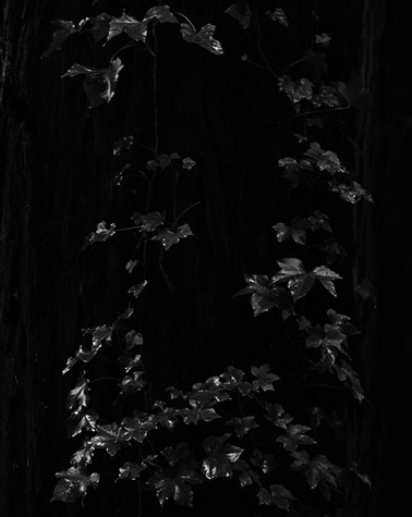 Ivy, Raindrops, Trees, no. 8844, De LaVeaga Park, Santa Cruz, CA 2009
© 2010 Megan W. Delaney, MegansPhotoImages, LLC : Sylvan In Black & White : Megan W. Delaney Photography     