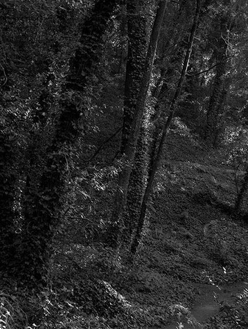 Trail View Late Afternoon, no. 4614, De LaVeaga Park, Santa Cruz, CA 2009
© 2010 Megan W. Delaney, MegansPhotoImages, LLC : Sylvan In Black & White : Megan W. Delaney Photography     