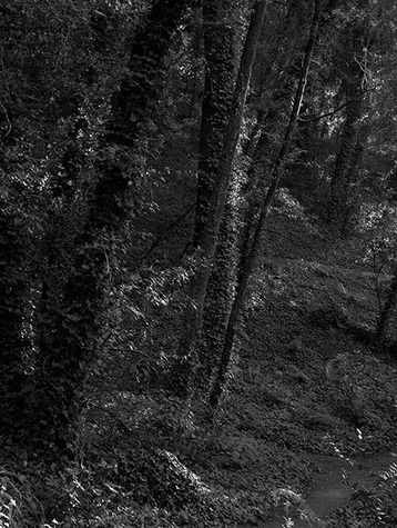 Trail View Late Afternoon, no. 4614, De LaVeaga Park, Santa Cruz, CA 2009
© 2010 Megan W. Delaney, MegansPhotoImages, LLC : Sylvan In Black & White : Megan W. Delaney Photography     