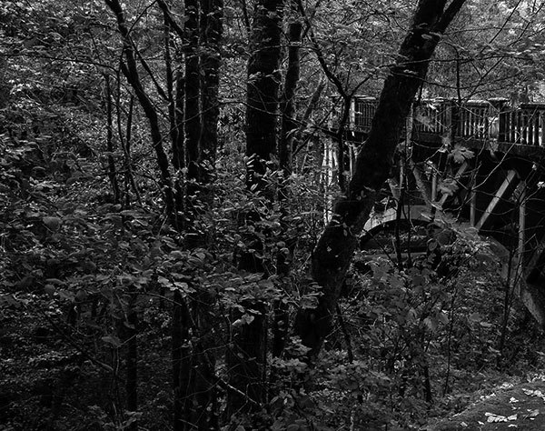 Windy Day In The Park, no. 4045, Columbia River Gorge, Oregon 2007
© 2010 Megan W. Delaney, MegansPhotoImages, LLC : Sylvan In Black & White : Megan W. Delaney Photography     