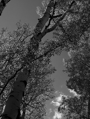Converging Treetops, no. 3771, Coconino Nat'l. Forest, Flagstaff, AZ 2009
© 2010 Megan W. Delaney, MegansPhotoImages, LLC : Sylvan In Black & White : Megan W. Delaney Photography     