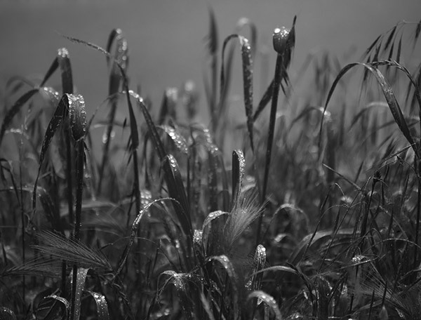 Grasses By the Road, no. 2258, De LaVeaga Park, Santa Cruz, CA 2009
© 2010 Megan W. Delaney, MegansPhotoImages, LLC : Sylvan In Black & White : Megan W. Delaney Photography     