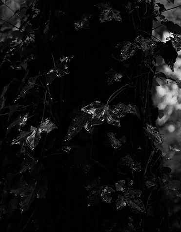 Ivy, Raindrops, Reflections, no. 7996, De LaVeaga Park, Santa Cruz, CA 2009
© 2010 Megan W. Delaney, MegansPhotoImages, LLC : Sylvan In Black & White : Megan W. Delaney Photography     